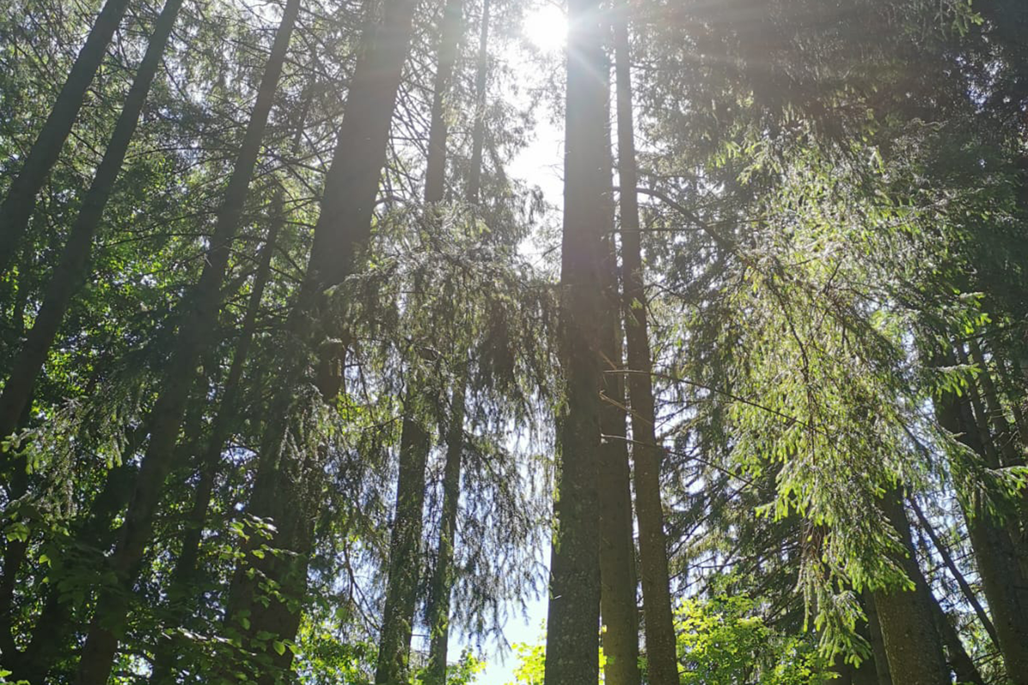 Therapie-IN Wald Therapie-IN Wald